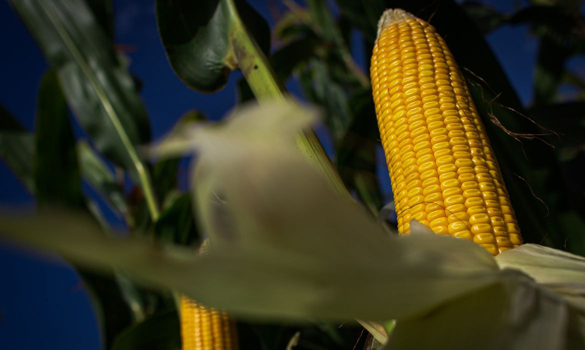 producao-agropecuaria-de-2020-alcanca-r$-871-bilhoes