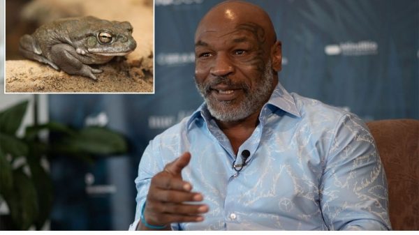 Tendo tropeçado no veneno de sapo mais de 50 vezes, Mike Tyson diz que percebeu: “Somos todos iguais. Tudo é amor. ”