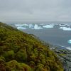 Ponto verde coberta por musgos ao lado de icebergs, na Antártica, após aquecimento recente. (Matt Amesbury/Divulgação)