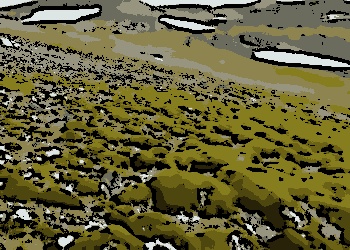Nos últimos 40 anos, a cobertura vegetal na Península Antártica aumentou dez vezes