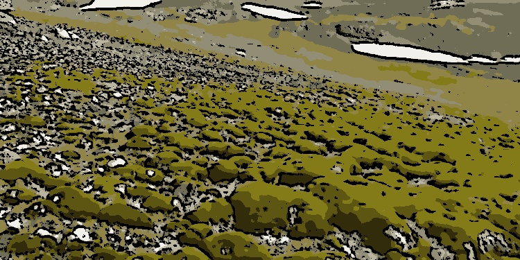 Nos últimos 40 anos, a cobertura vegetal na Península Antártica aumentou dez vezes