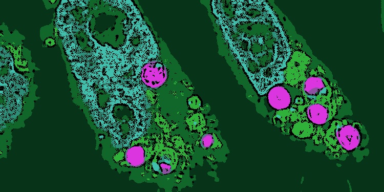 Cientistas no Japão criaram células híbridas chamadas células planimais, que realizam fotossíntese