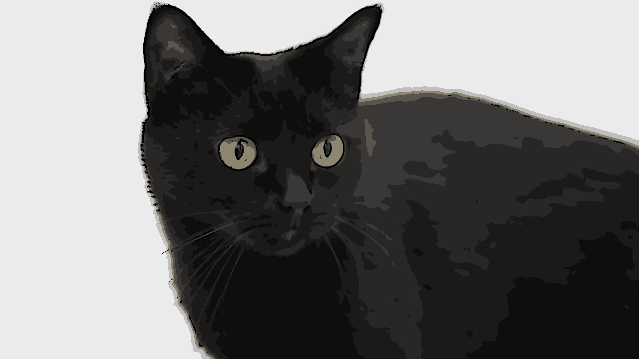 Assim como a sexta-feira 13, o gato preto também é visto como um símbolo de azar em algumas culturas
